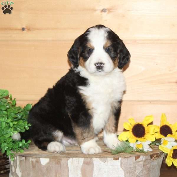Chickadee – F1, Bernedoodle Puppy